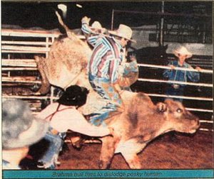 Cowboy riding a bull.