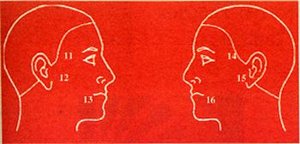 Side Facial Diagram