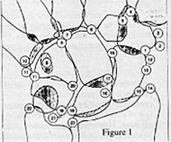 Carpals
