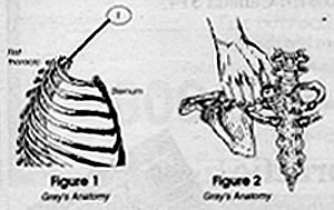 Figure A: First Rib. Figure B: Clavicle.