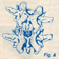 Vertebrae