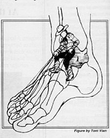 Diagram of Tendons in Foot
