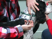 VOM Seminars & Low-Level Laser Therapy