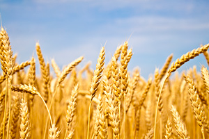 Food Allergies