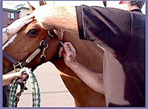 animal adjusting technology