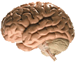 brain