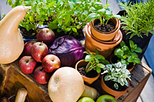 Go ORGANIC!