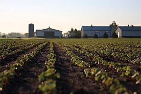 Organic Seed Alliance farm