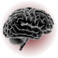 Side view of a human brain.
