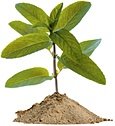 Growing sprig of mint.