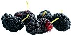 Mulberry Fruit