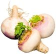 White Turnip