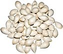 Ginkgo Nuts