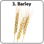 Stalks of barley.