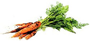 Carrots freshly pulled from the ground.